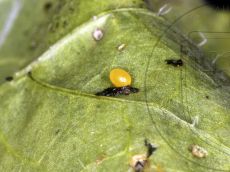 Фрачник-седоватый_яйцо_1